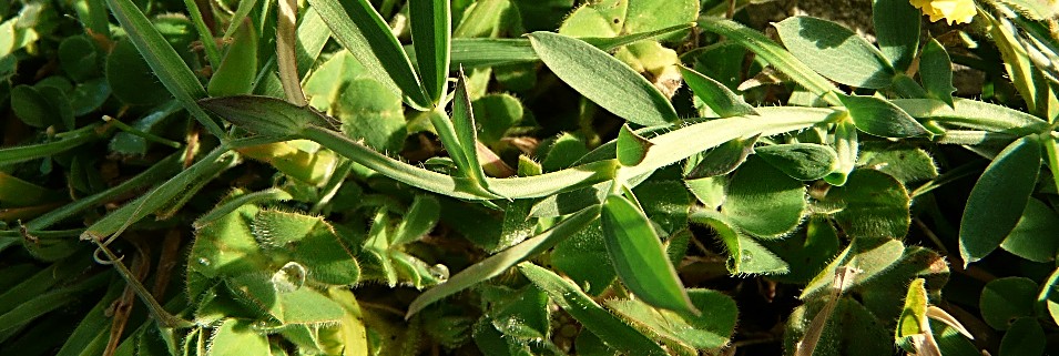 Lathyrus cicera